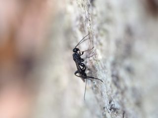 コマユバチの仲間（2019年5月24日）