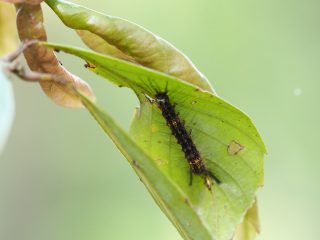 カシワマイマイ幼虫（2015年5月28日）