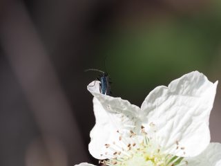 モモブトカミキリモドキ♀（2018年4月10日）