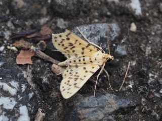 モモノゴマダラノメイガ（1.3cm）