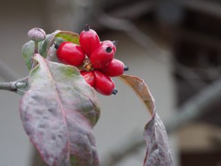 ハナミズキ（2014年12月22日）