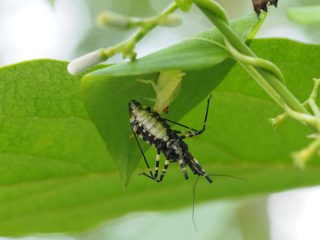 アズチグモ♀狩り（2019年7月16日）