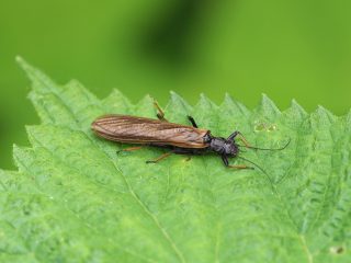 ウエノカワゲラ（祖谷渓）（2021年6月3日）