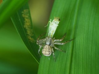ヤミイロカニグモ♀狩り（2017年5月20日）