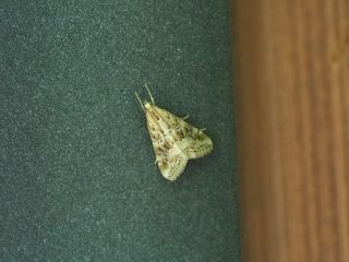 ハイマダラノメイガ（1.6cm）