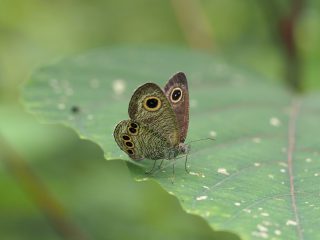 ヒメウラナミジャノメ