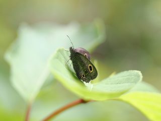 ヒメウラナミジャノメ