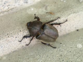 カブトムシ♀（2013年5月15日）
