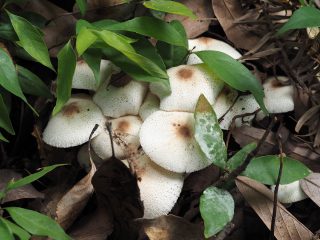 キツネノカラカサ（2014年8月8日）