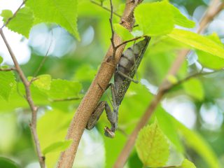 ハラビロカマキリ褐色型（2019年9月20日）