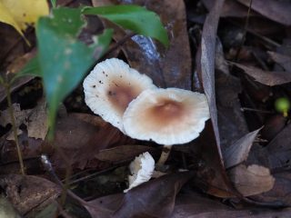 カブベニチャ（2019年10月27日）