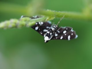 シロモンノメイガ