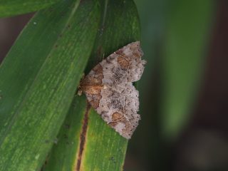 ウスベニツマキリアツバ（3cm）