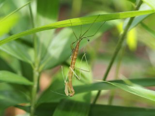 オオカマキリ脱皮（2021年6月26日）