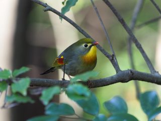 ソウシチョウ（2017年1月28日）