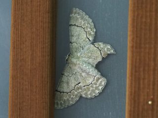 ウスアオアヤシャク（2018年6月20日）