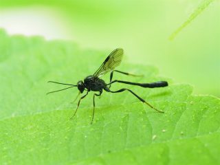 コンボウアメバチの仲間（2016年5月29日）