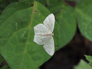 ハラアカアオシャク（2.3cm）