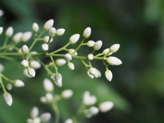 ナンテン（2016年5月24日）