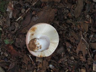 サクラシメジ？裏（020年7月24日）