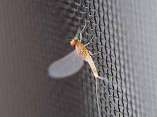 フタモンコカゲロウ♂亜成虫（2013年5月12日）