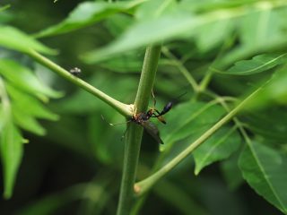 キアシオナガトガリヒメバチ（2020年7月9日）