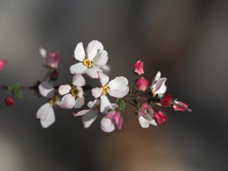 ユキヤナギ（赤）