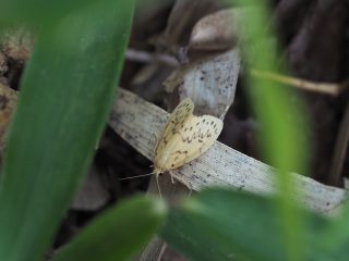 ハダカキコケガ（2017年9月5日）