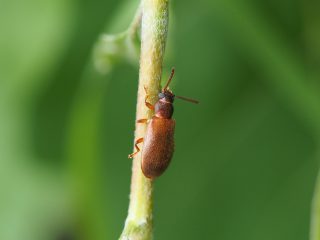 ヒゲブトハムシダマシ（2020年6月14日）
