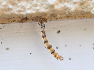 オオツリガネヒメグモ？狩り（2015年4月26日）