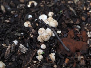 カニノツメ幼菌（2020年7月12日）