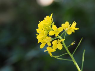 ナノハナ（2015年4月2日）