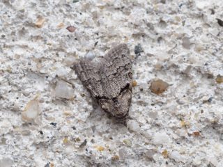 クロフマエモンコブガ（1cm）