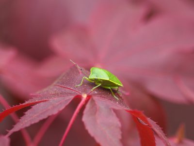 ツヤアオカメムシ