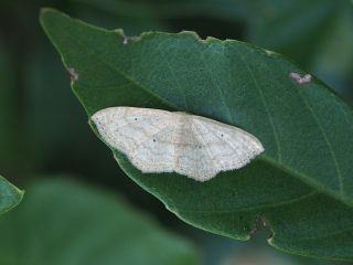 ナミスジチビヒメシャク（1.2cm）