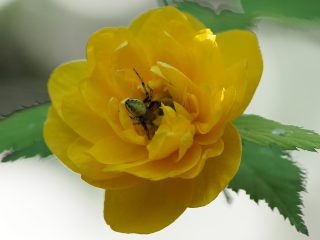 ハナグモ♂（2017年4月24日）