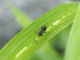 ヒメバチの仲間（2016年5月7日）2