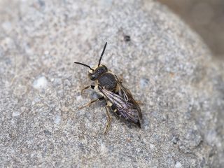 ヤノトガリハナバチ♂（2016年8月23日）
