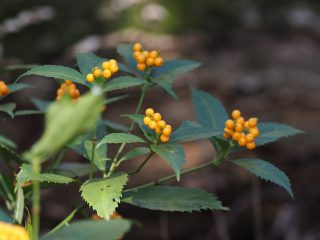 センリョウ黄色（2020年1月13日）