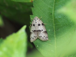 クロテンハイイロコケガ（2cm）