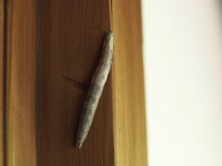 ホソオビアシブトクチバ幼虫（2019年5月26日）