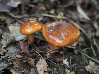 カキシメジ（2016年10月4日）