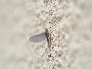 サホコカゲロウ♂亜成虫（2016年5月30日）