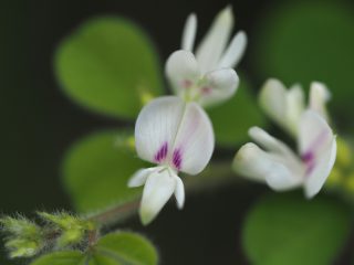 ネコハギ