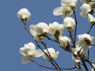 モクレン白（2015年3月21日）