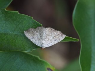 テンモンシマコヤガ（1.8cm）
