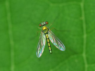 マダラアシナガバエ