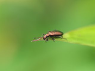 アカハムシダマシ