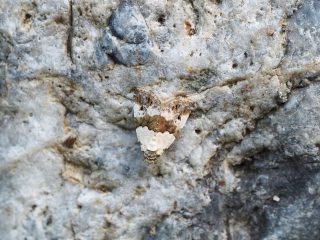 ヒメネジロコヤガ（1.3cm）