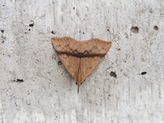 ナミテンアツバ